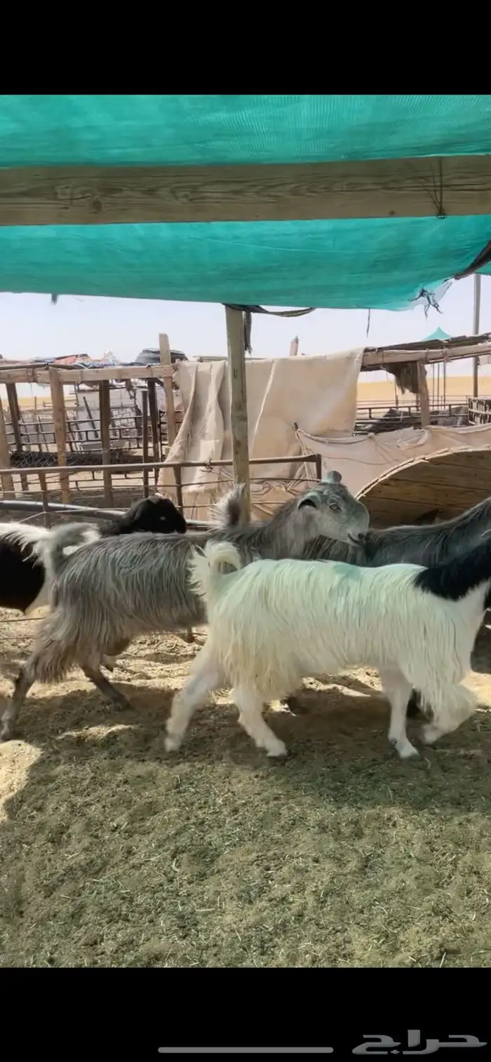 معزا قبرصي على شامي مراح بفحلها نوادر 34