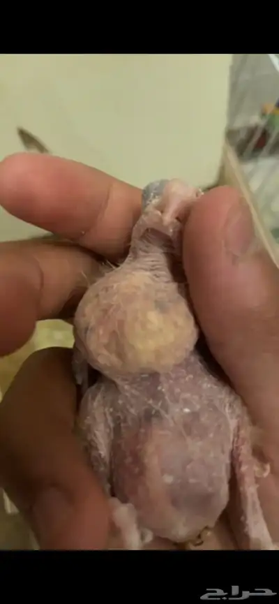 تم البيع 1