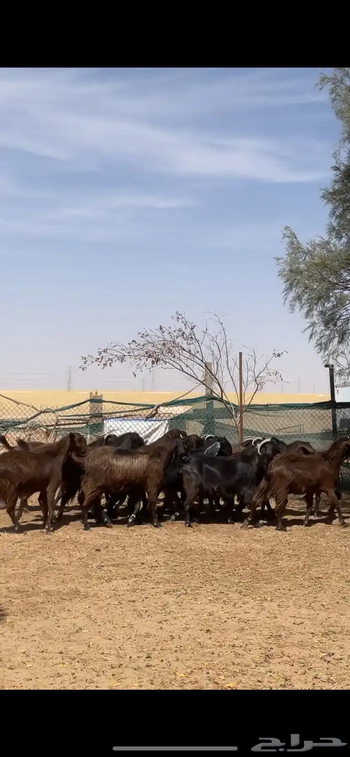 معزا قبرصي على شامي مراح بفحلها نوادر 41