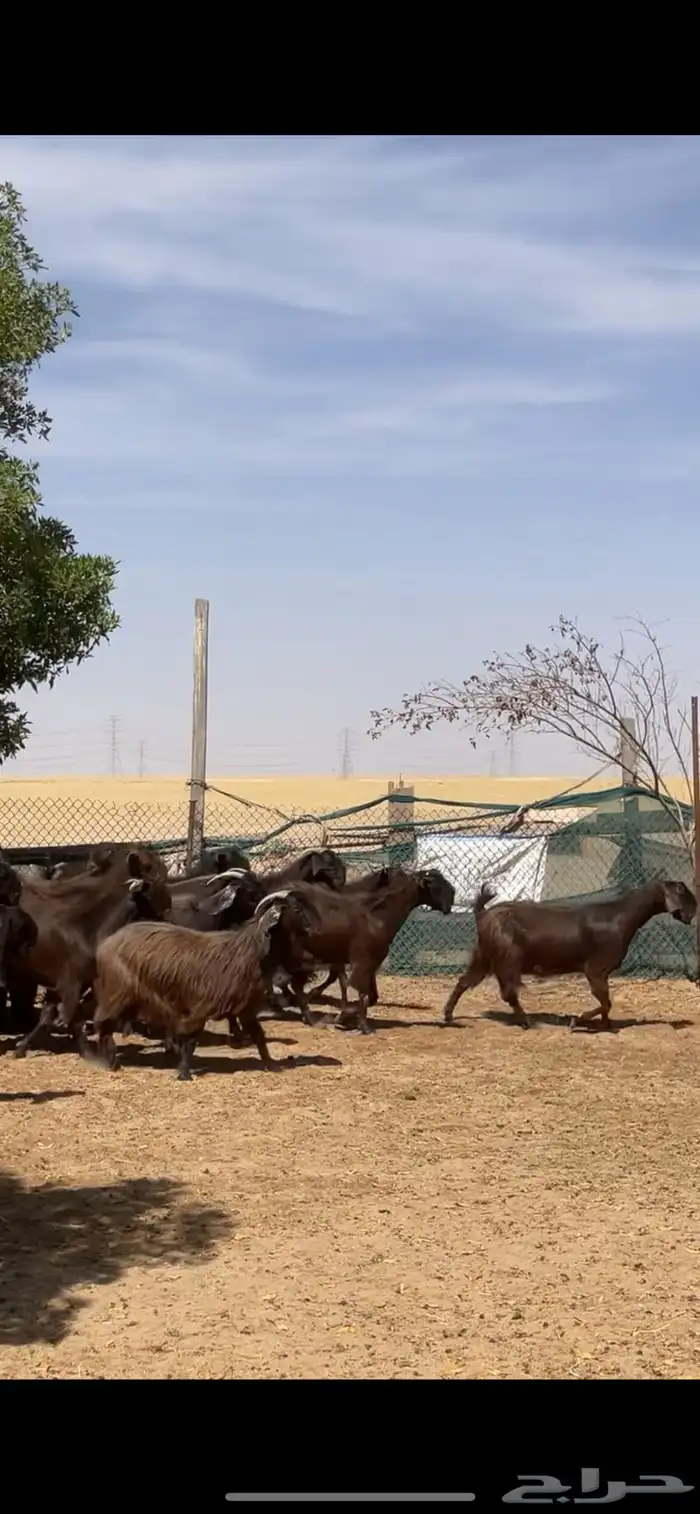 معزا قبرصي على شامي مراح بفحلها نوادر 1