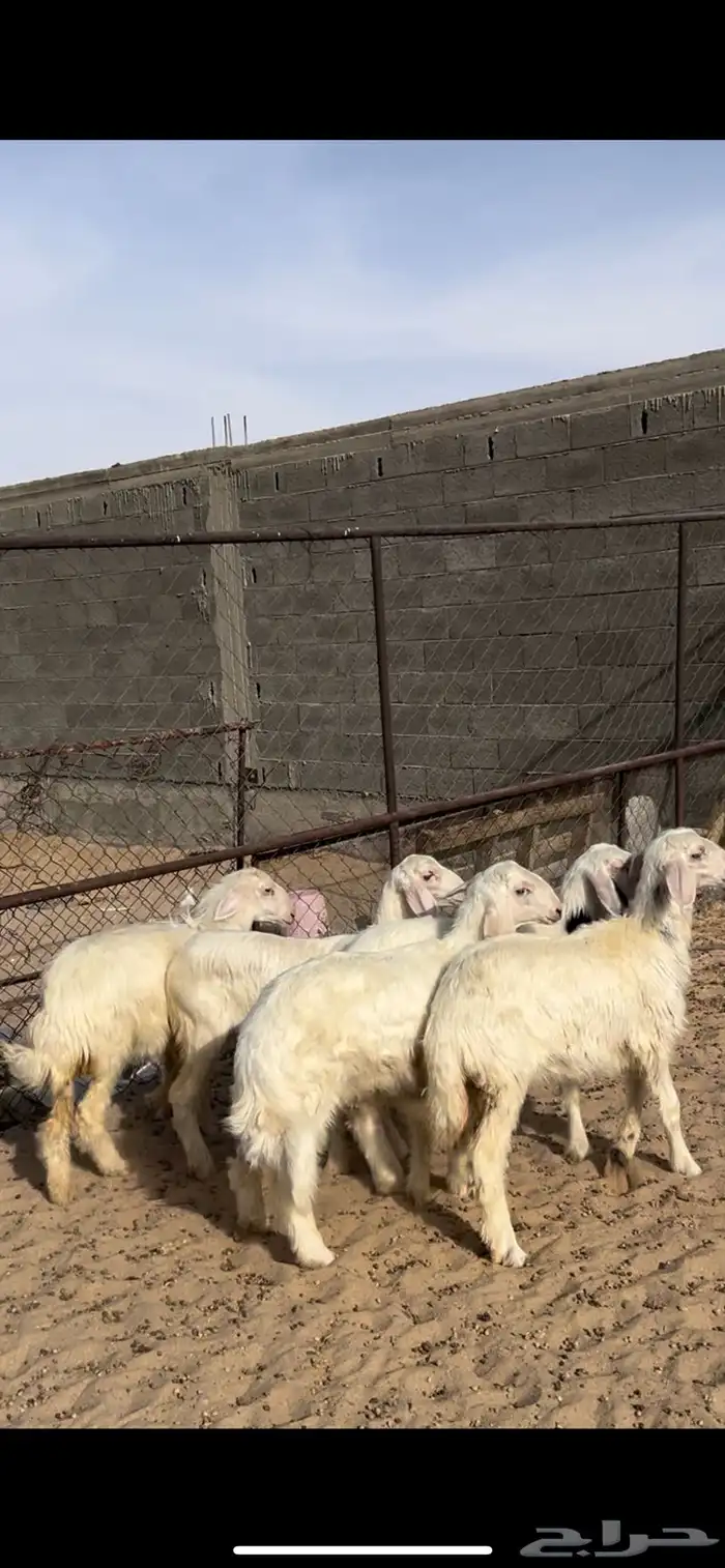 خرفان رخال 1