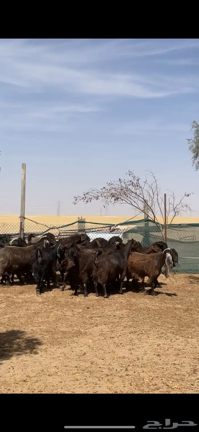 معزا قبرصي على شامي مراح بفحلها نوادر 21