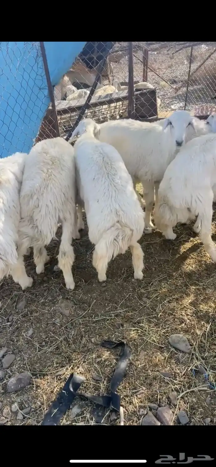 طليان ضحايا البيع جبره 0