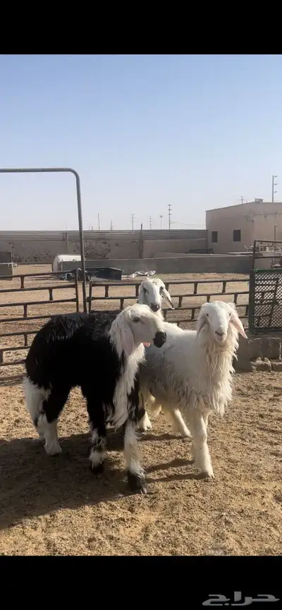 اضاحي نجد وحري 4