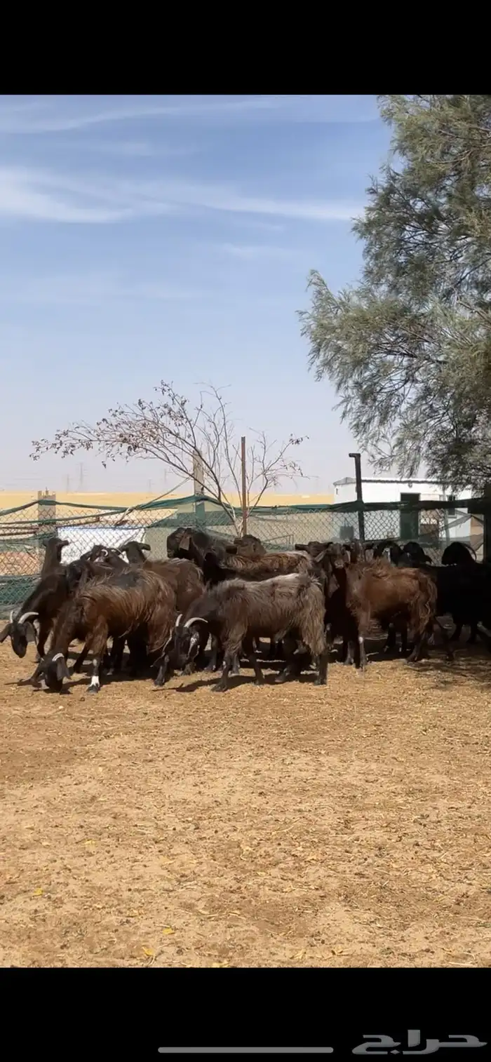 معزا قبرصي على شامي مراح بفحلها نوادر 2