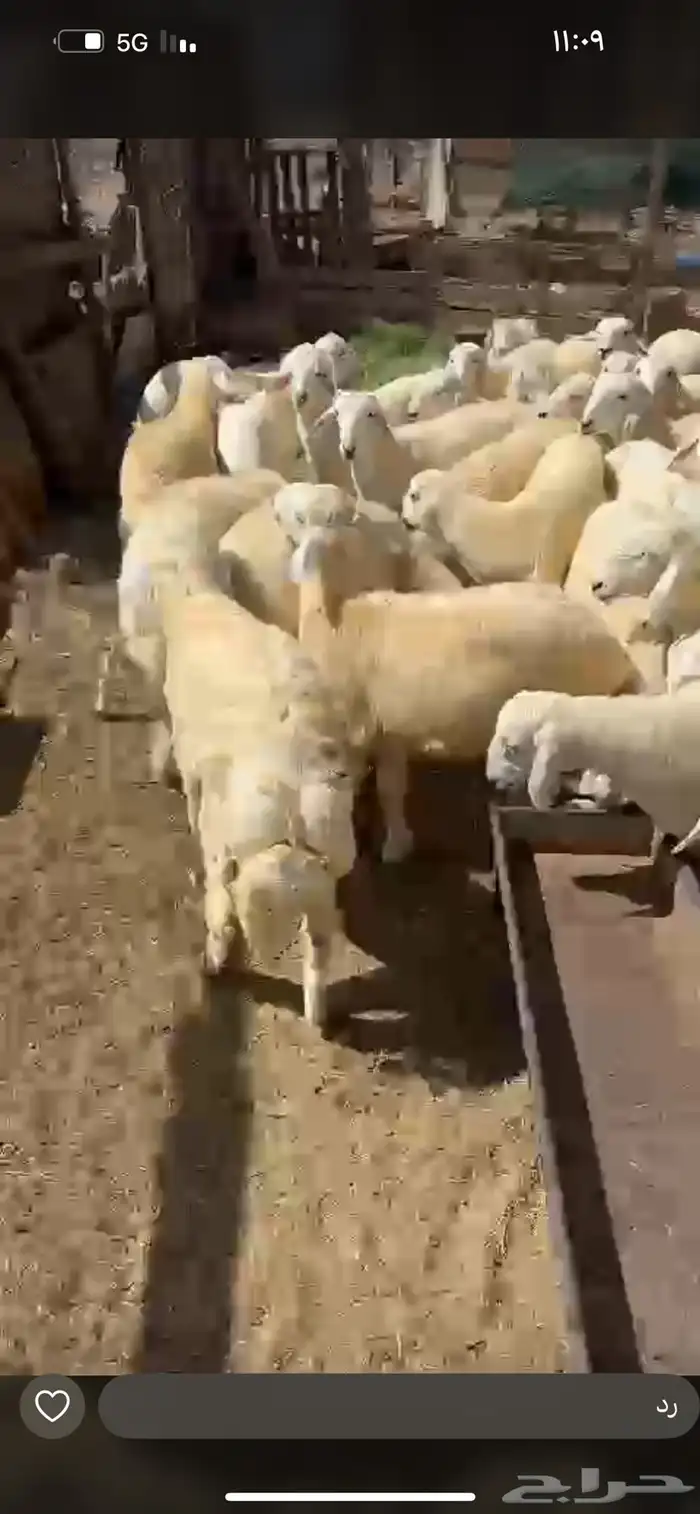 خرفان كفو 6