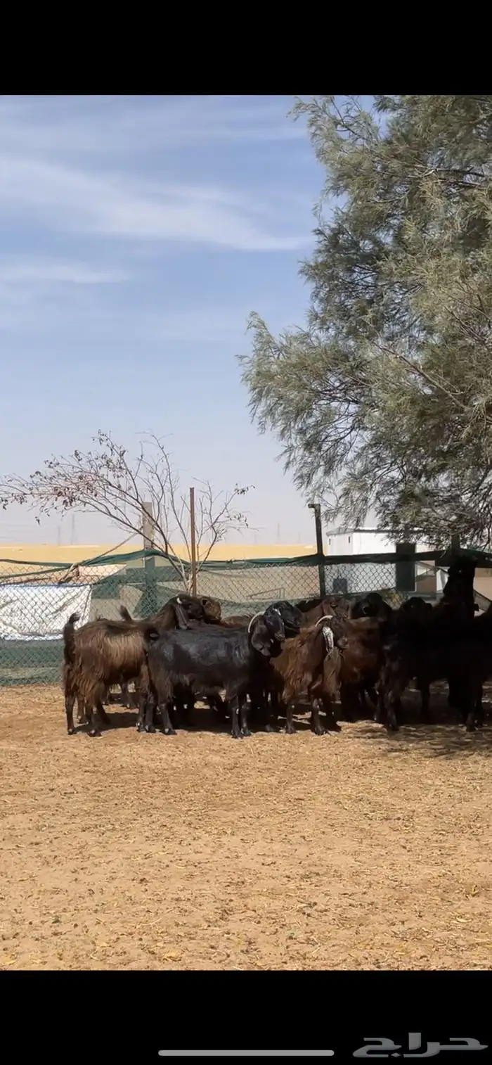 معزا قبرصي على شامي مراح بفحلها نوادر 40