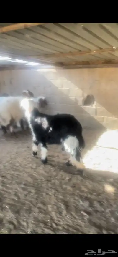 اضاحي نجد وحري 1