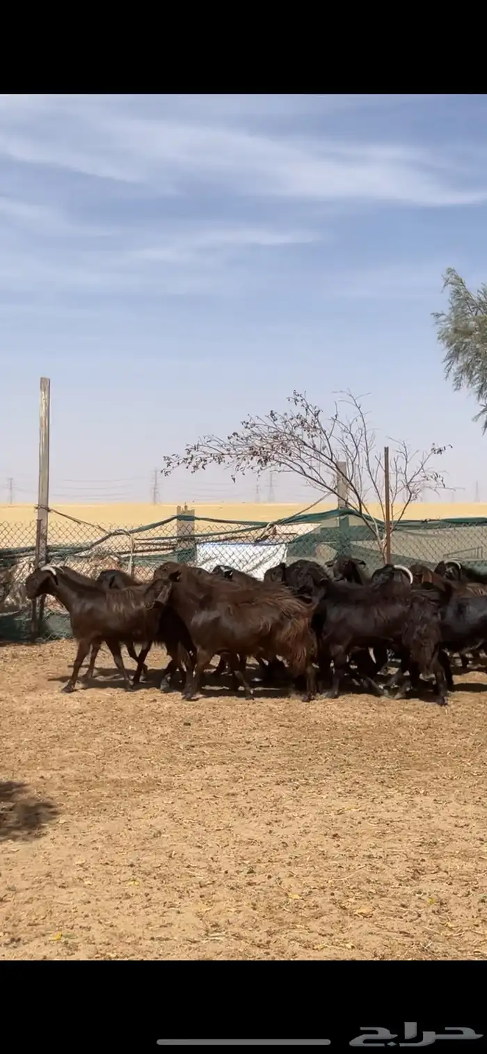 معزا قبرصي على شامي مراح بفحلها نوادر 25