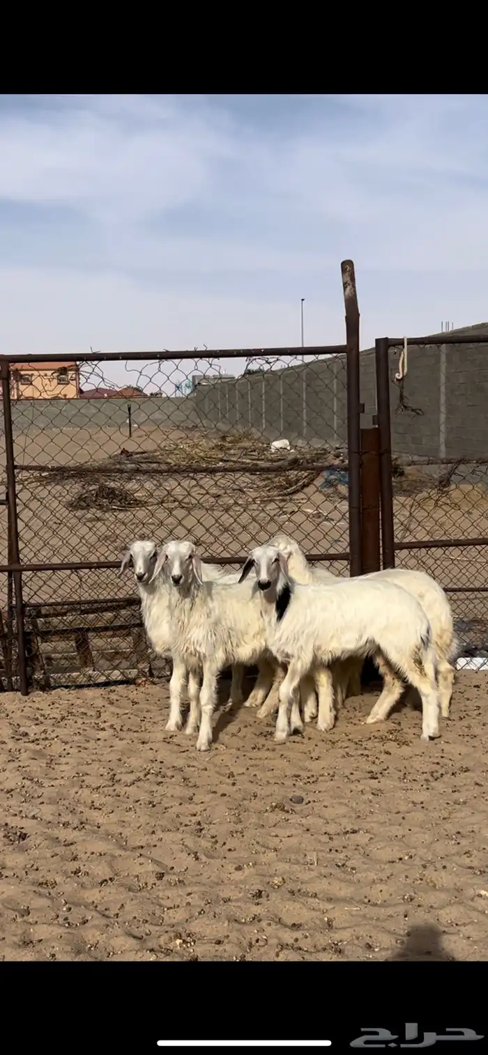 خرفان رخال 2
