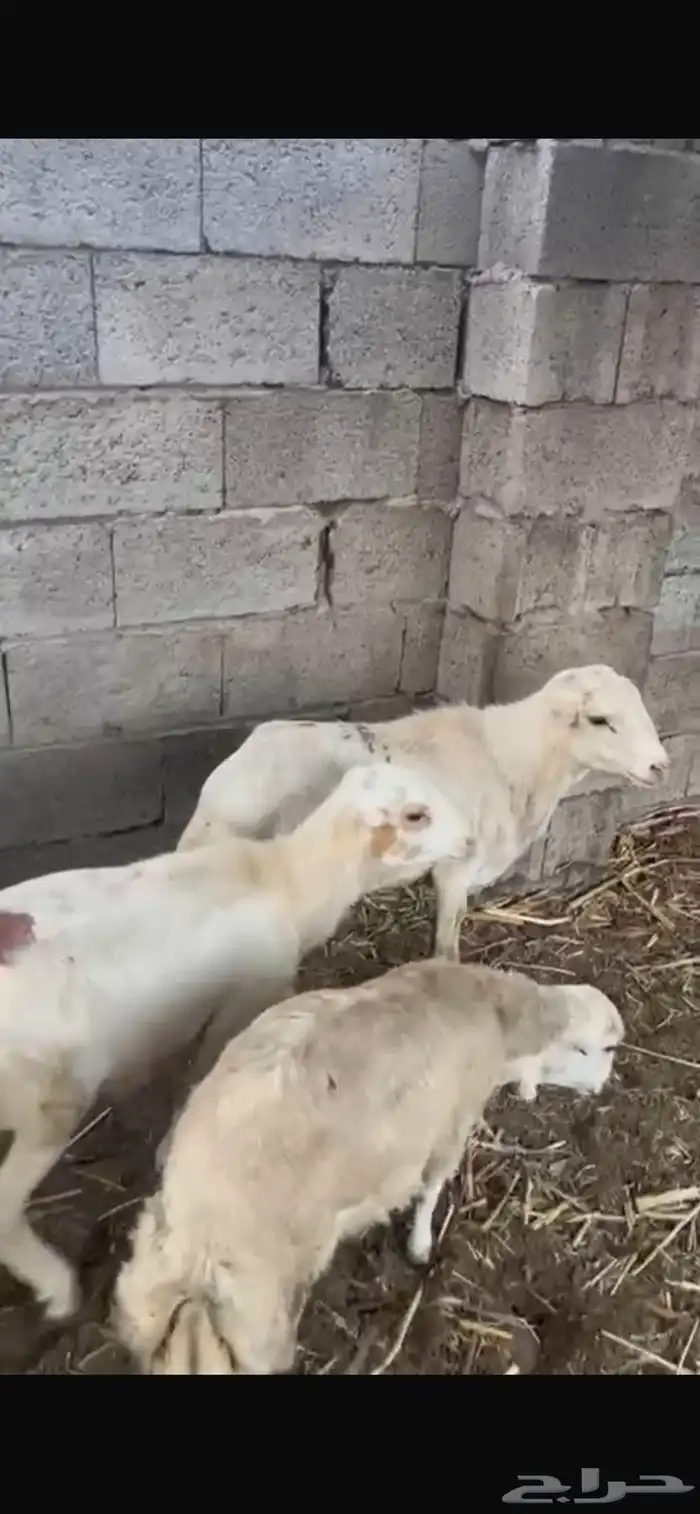 اضاحي بلدي 1