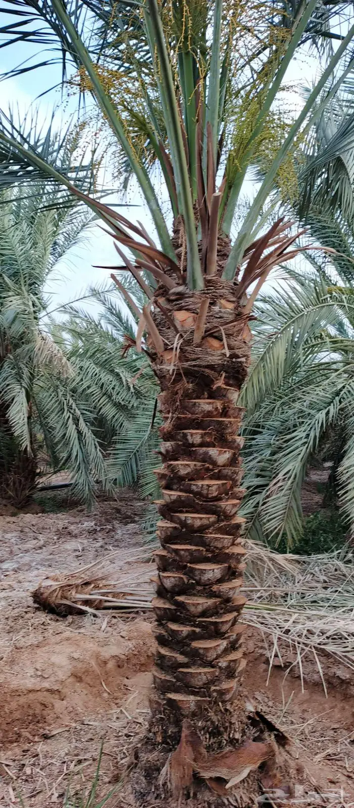 انخل للبيع 7