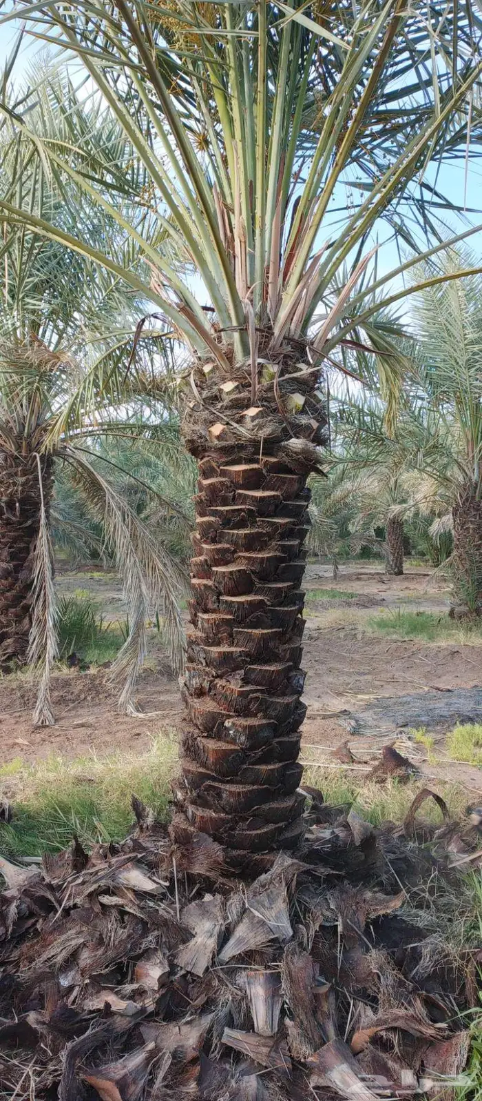 انخل للبيع 8