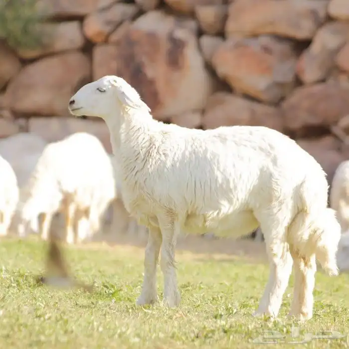 ذبايح طريق الملك عبدالله 2