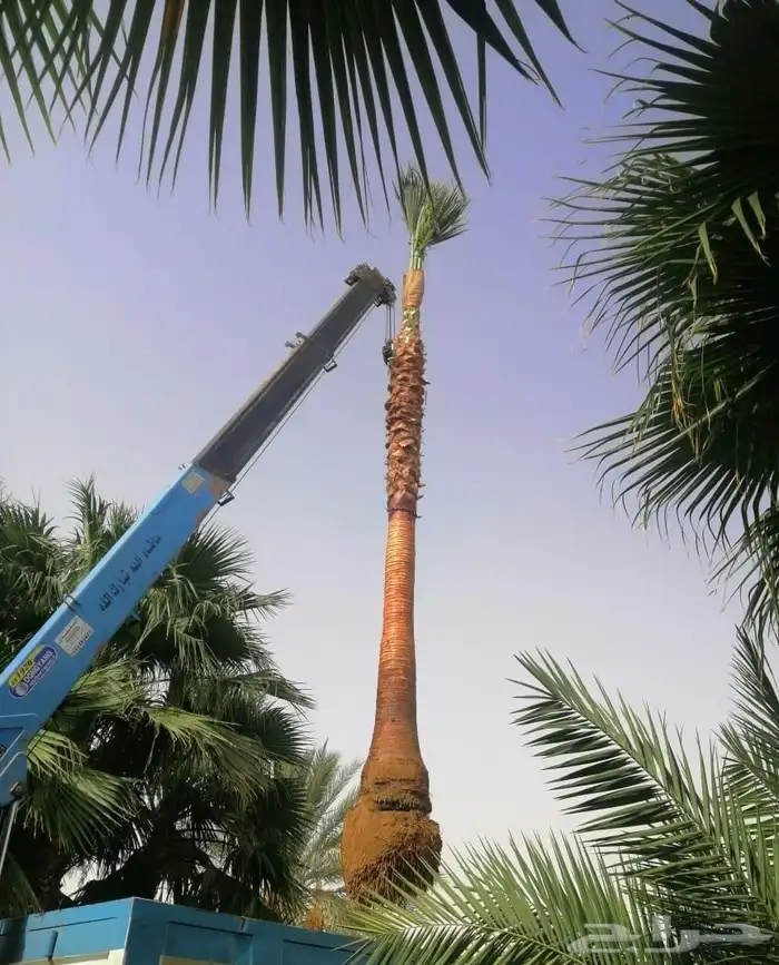 نخل واشنطني الزينة 0