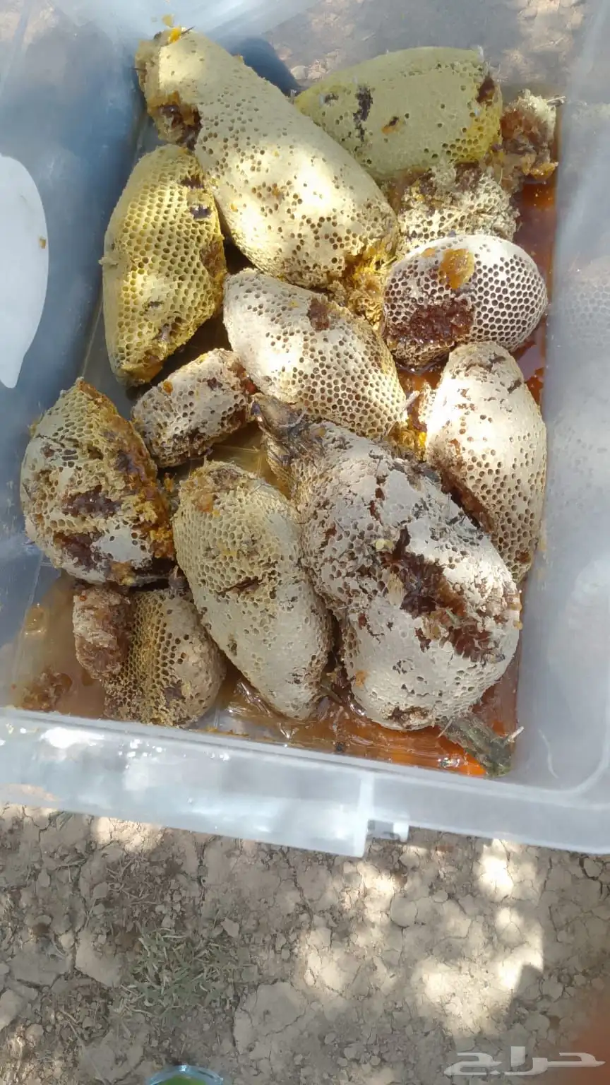عسل حر جبلي 2