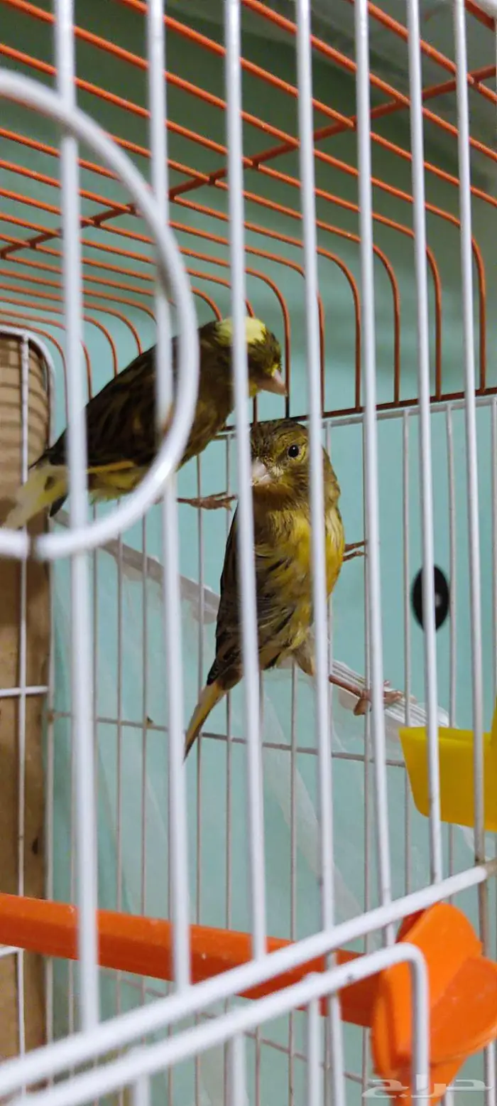 كناري زينه 9