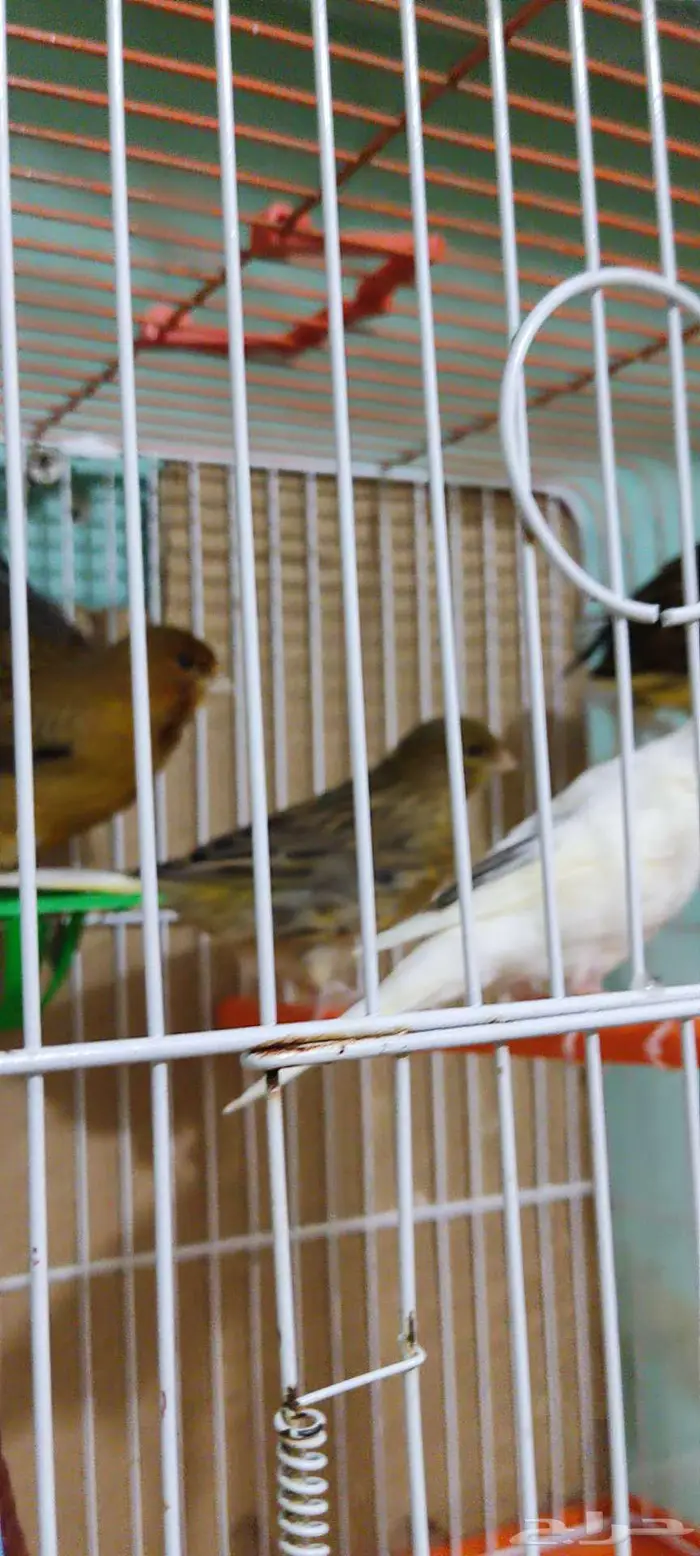 كناري زينه 6