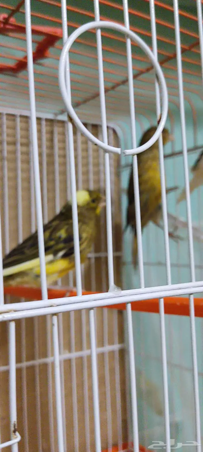 كناري زينه 7