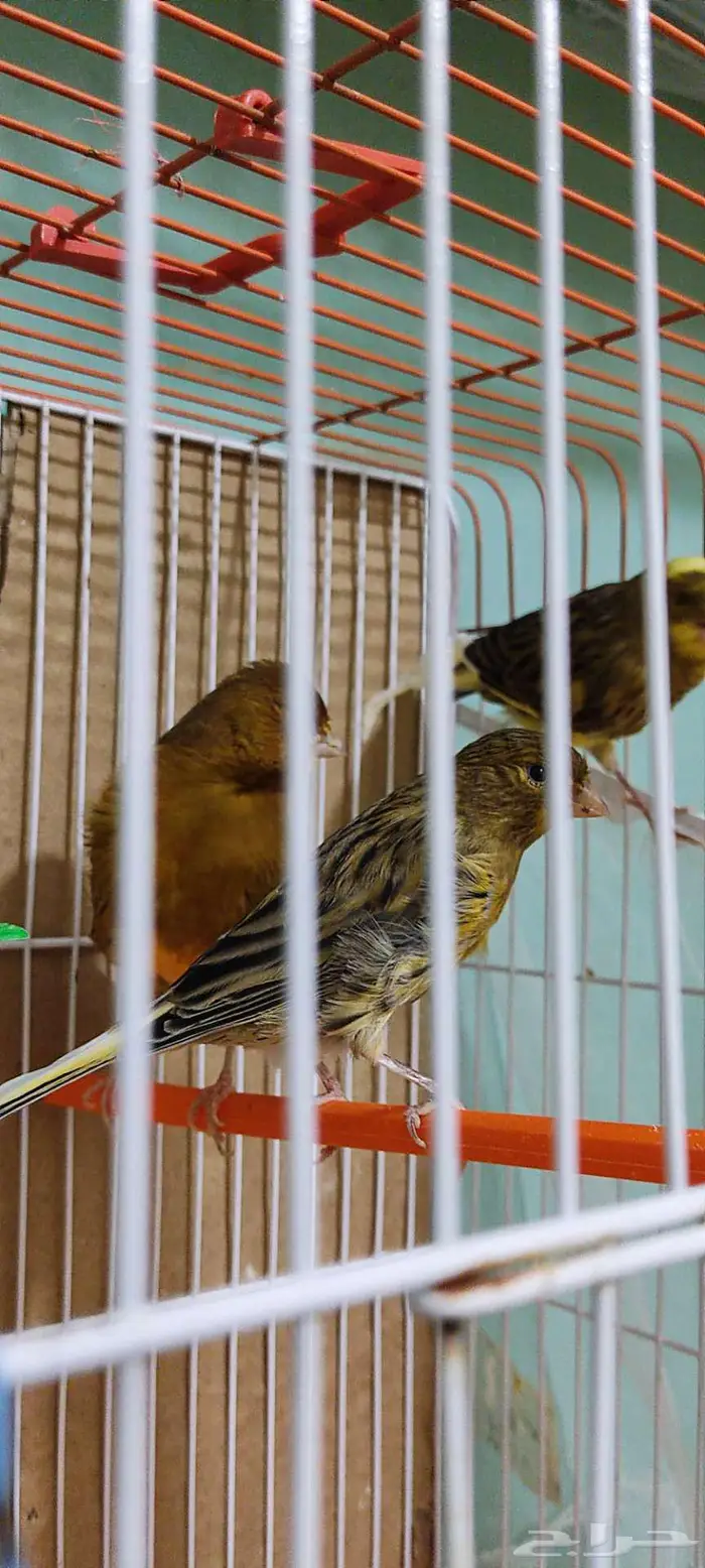 كناري زينه 8