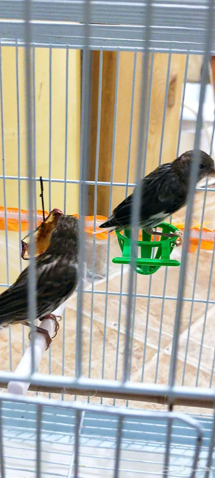 كناري زينه 0