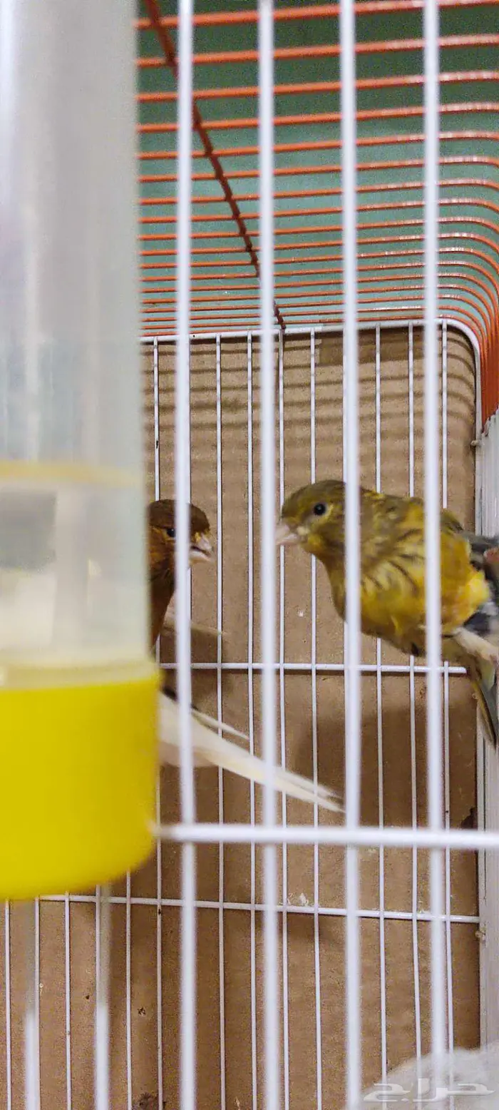 كناري زينه 5