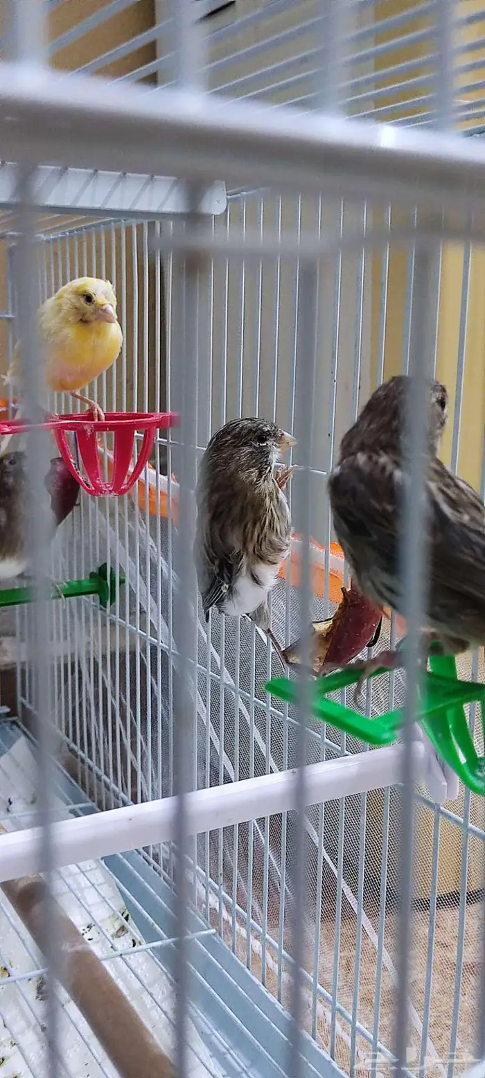 كناري زينه 4