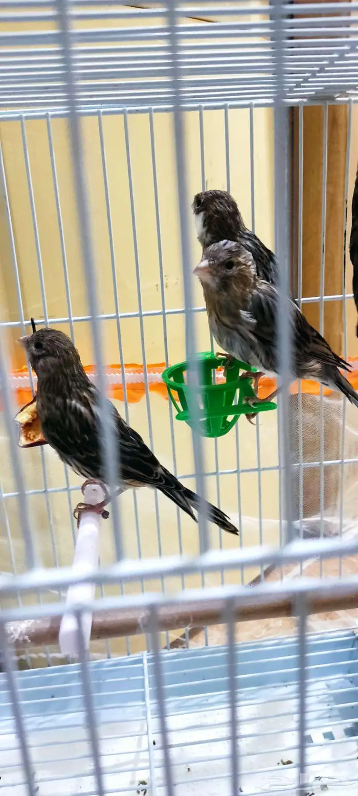 كناري زينه 1