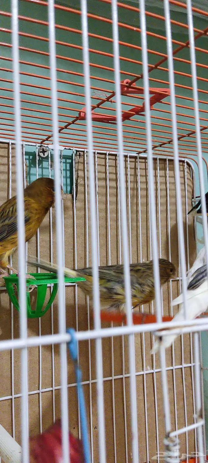 كناري زينه 3