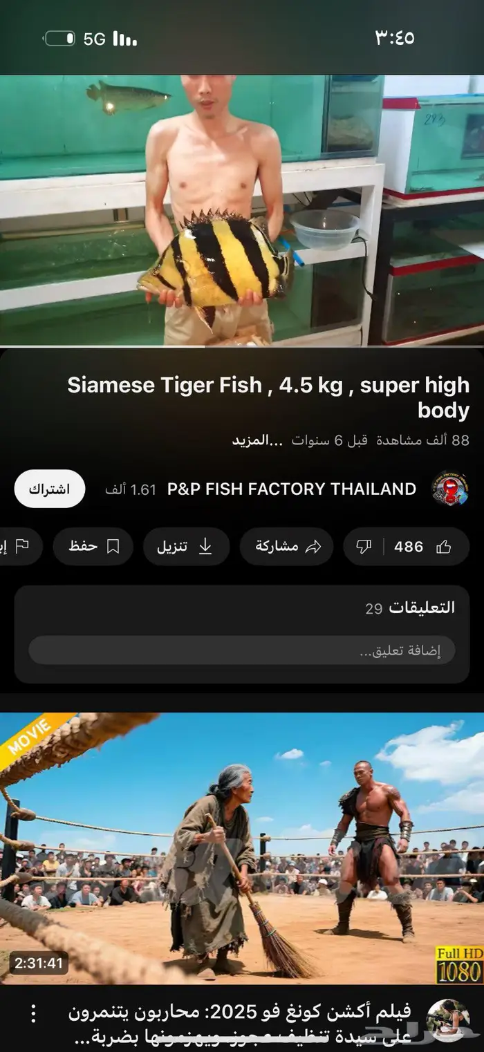 سمكه أندو تايقر النادره والضخمه 5