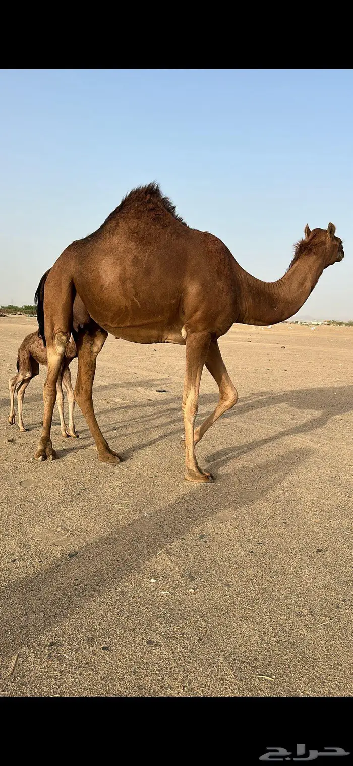 بكره مصغر حمراء دم 6