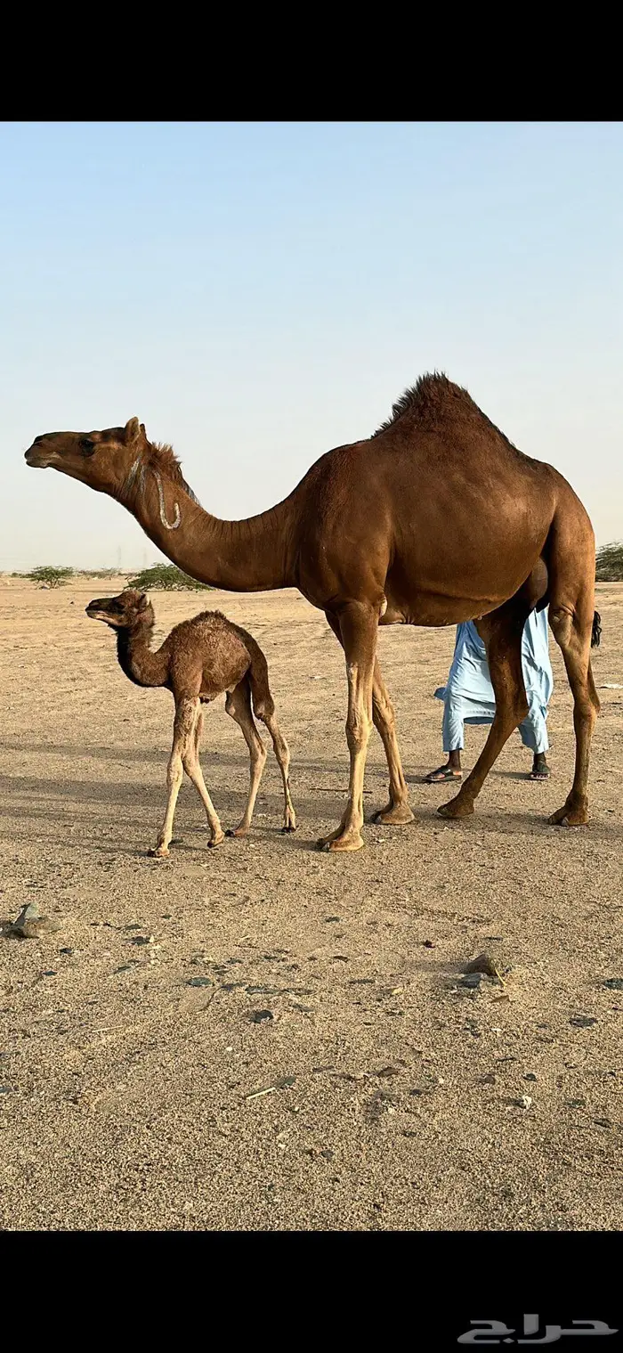 بكره مصغر حمراء دم 7