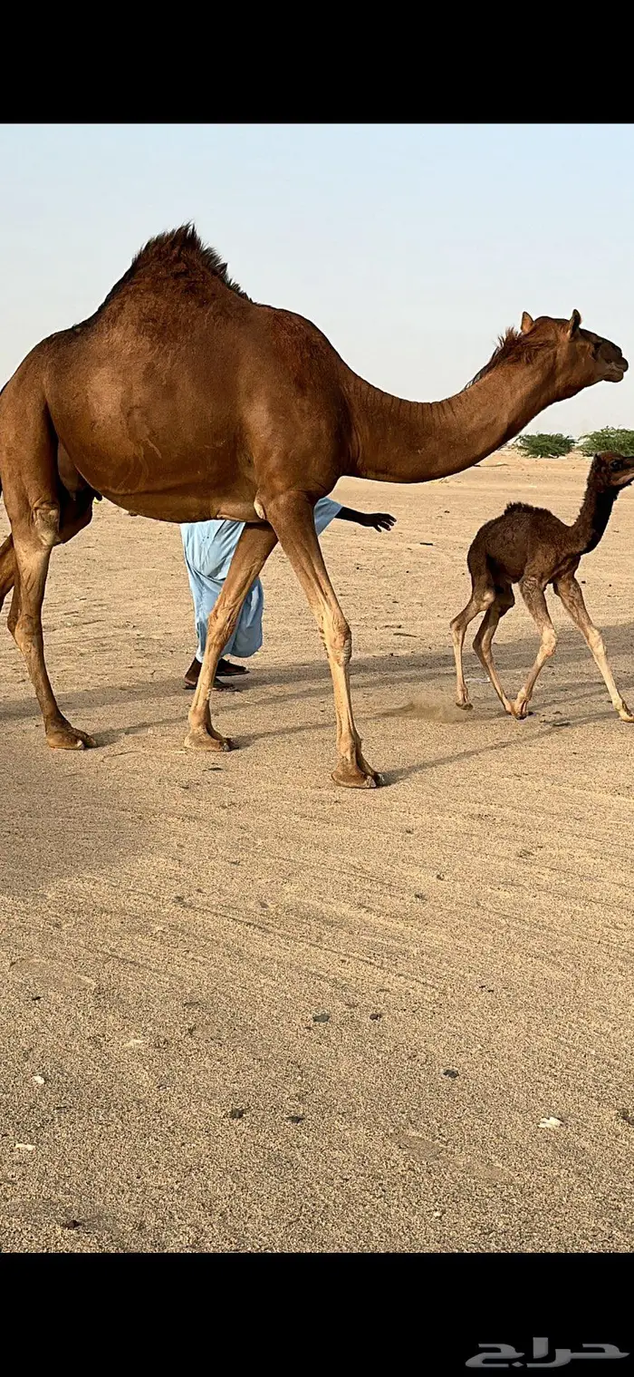 بكره مصغر حمراء دم 3