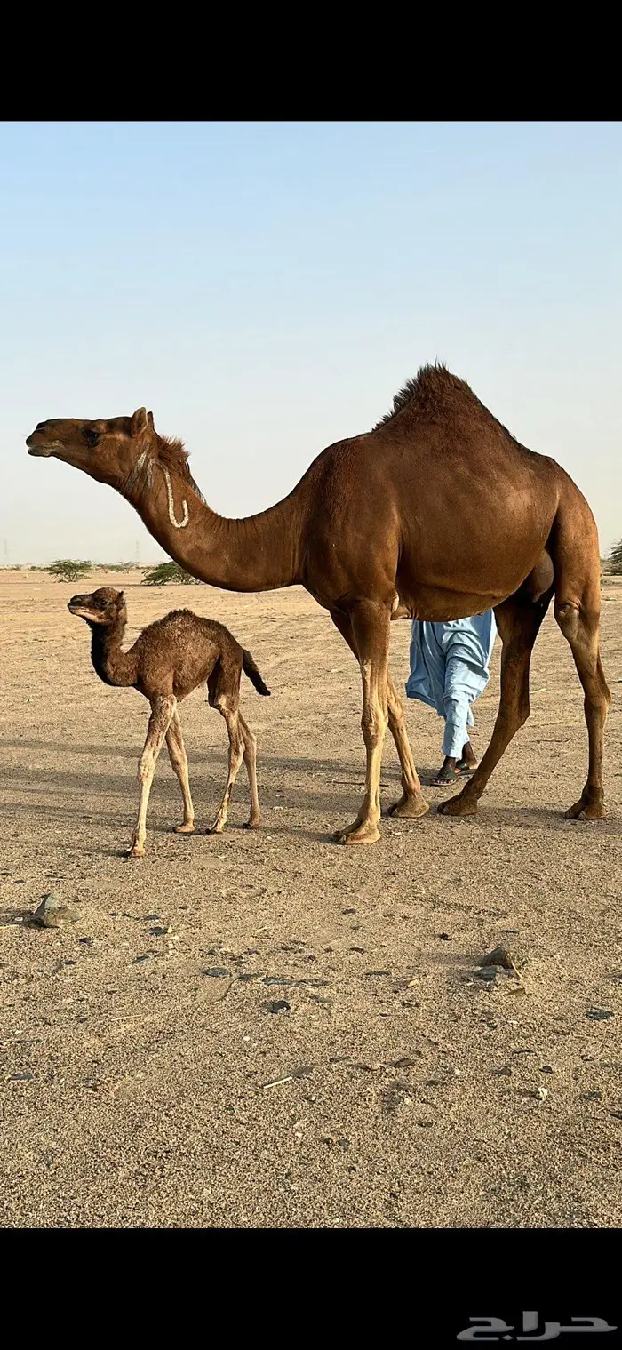 بكره مصغر حمراء دم 5