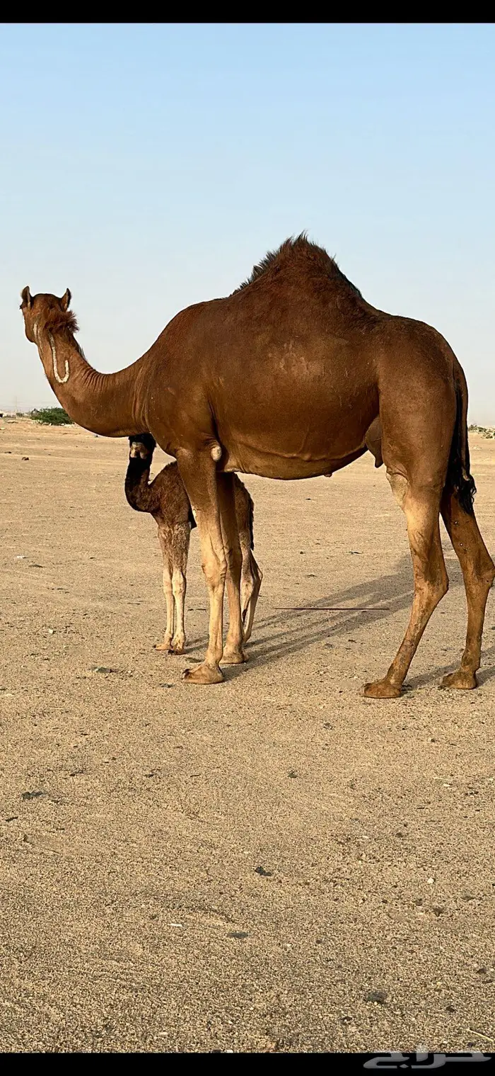 بكره مصغر حمراء دم 8
