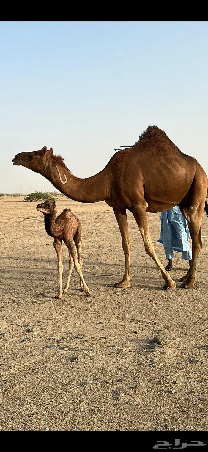 بكره مصغر حمراء دم 0