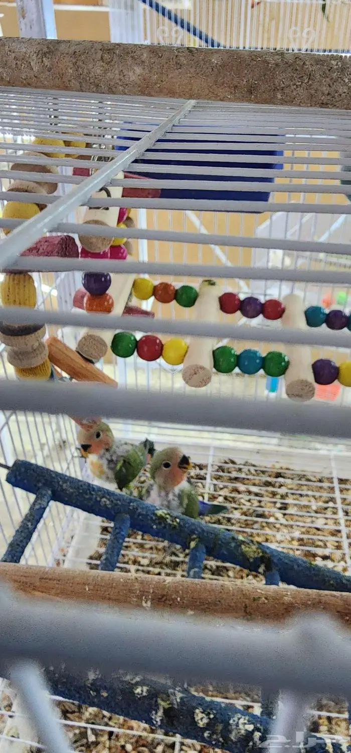 جوز روز منتج معه فروخه 2