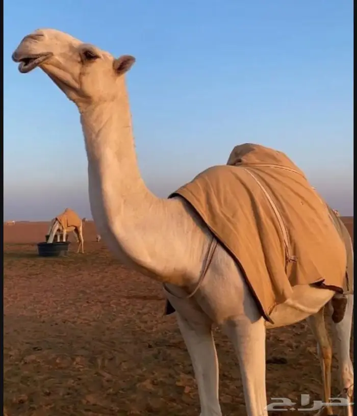 جلال ابل 6