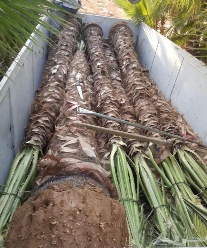 نخل واشنطني الزينة 1