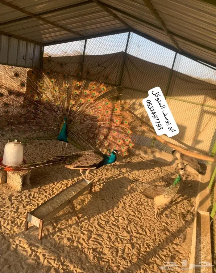 طاووس هندي ازرق زوجين 0