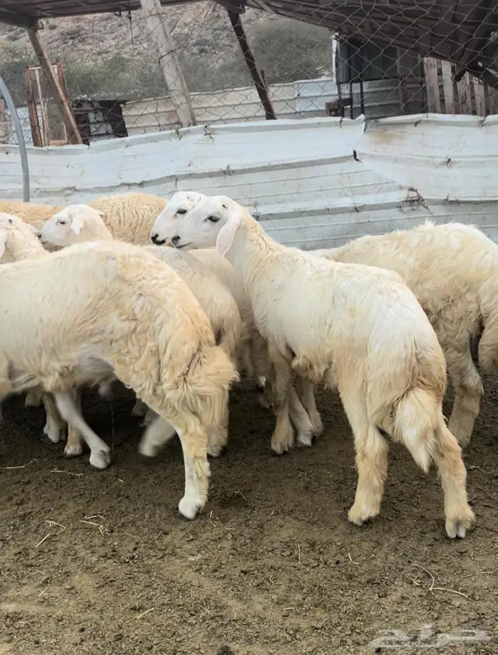 أضاحي ذبايح طليان حري سواكن مع التوصيل 9