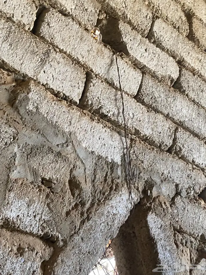 ارنب انثى شنشيلا دفيع 2