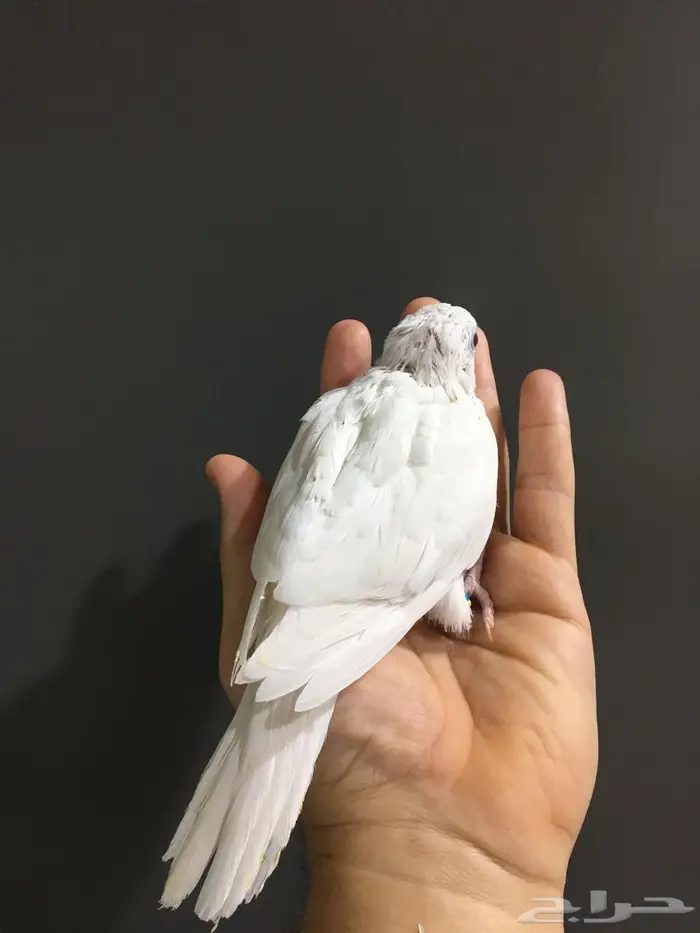 فرخ كويكر البينو(تم البييع) 3