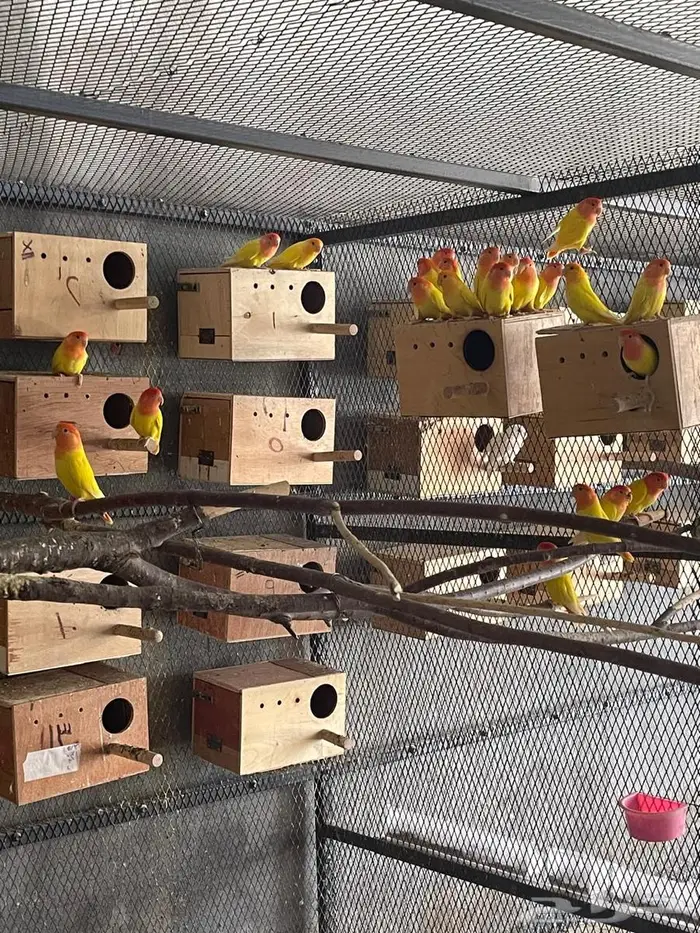 اجواز روز (رد اوب لاين ) 0