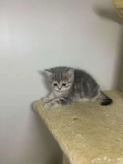 للبيع كيتين سكوتش فولد وستريت رمادية 7