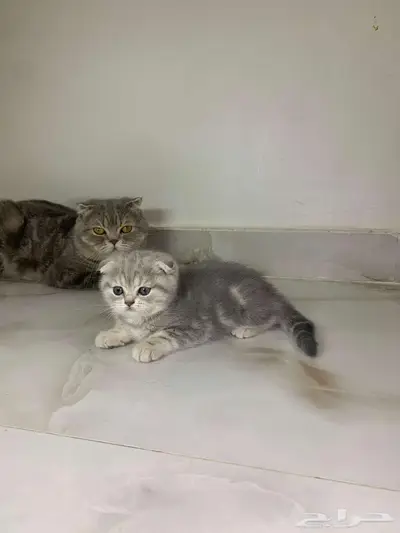 للبيع كيتين سكوتش فولد وستريت رمادية 8