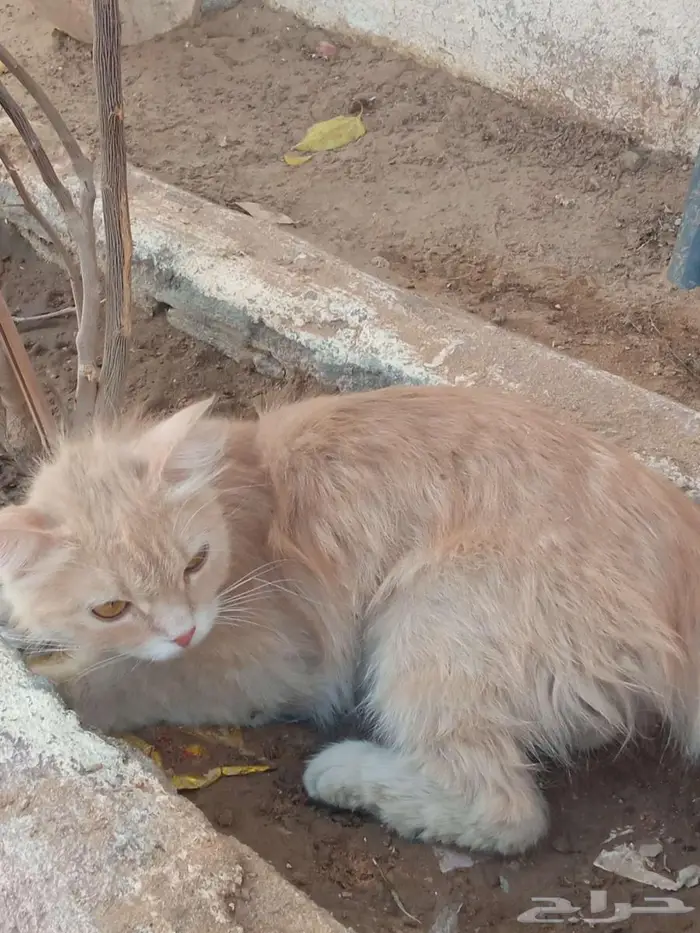 شروره 0