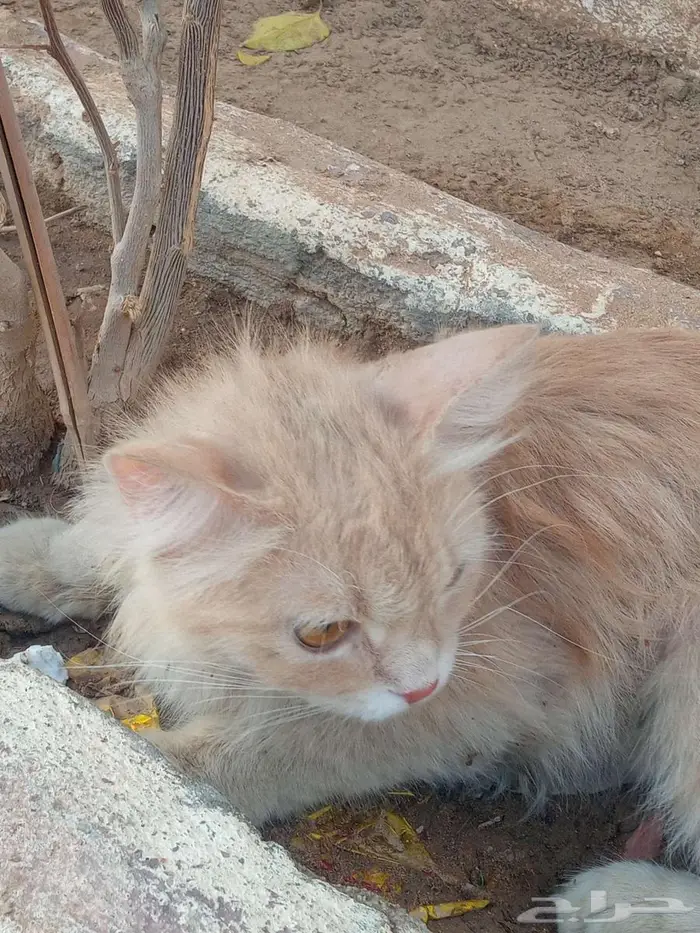 شروره 2