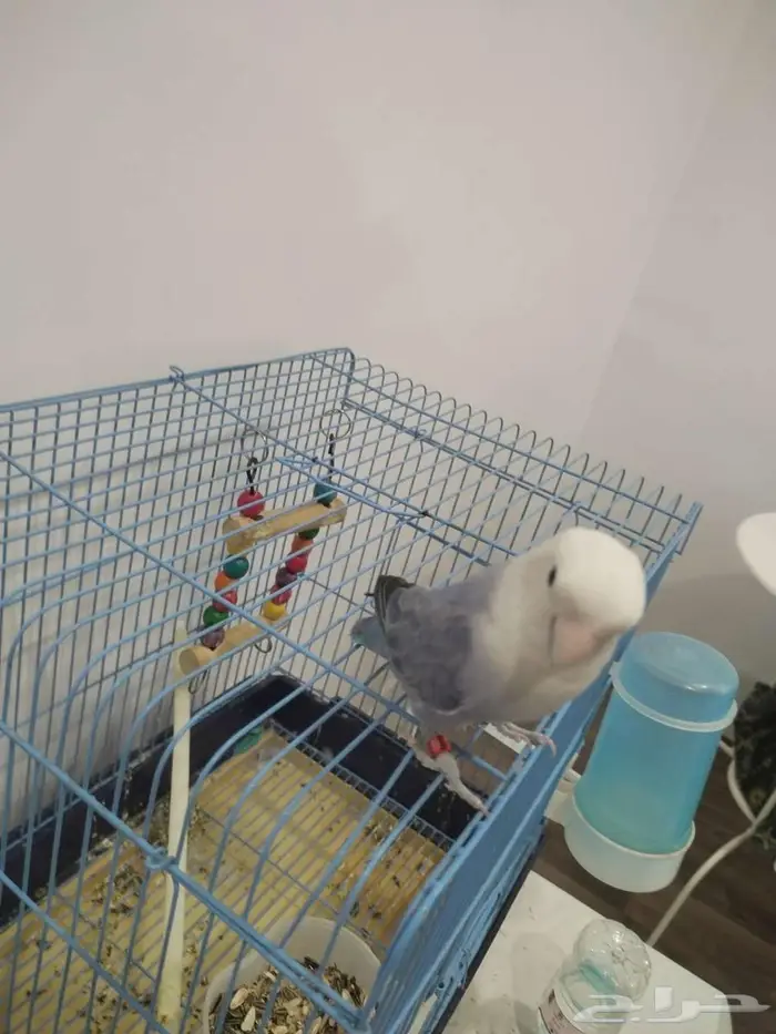 ببغاء روز للبيع 2