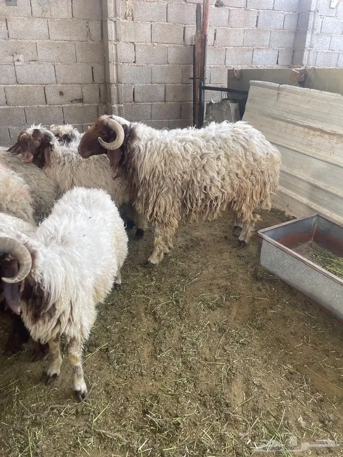 نعيمي بلدي ثني تربيه ( تم البيع ) 0